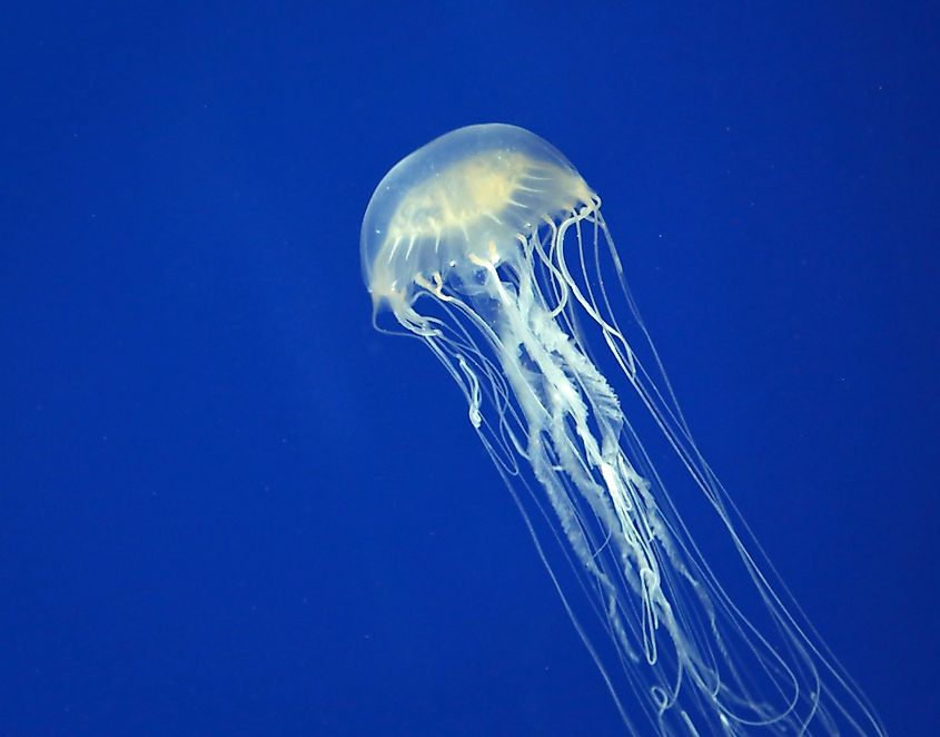 An Australian box jellyfish with a translucent bell and trailing tentacles.