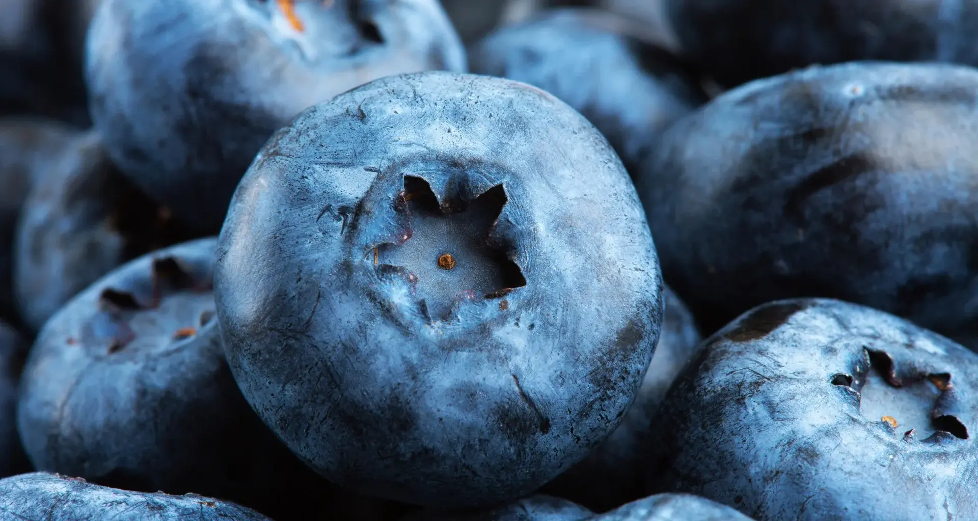 Compound in blueberries may help muscle cells burn excess fat