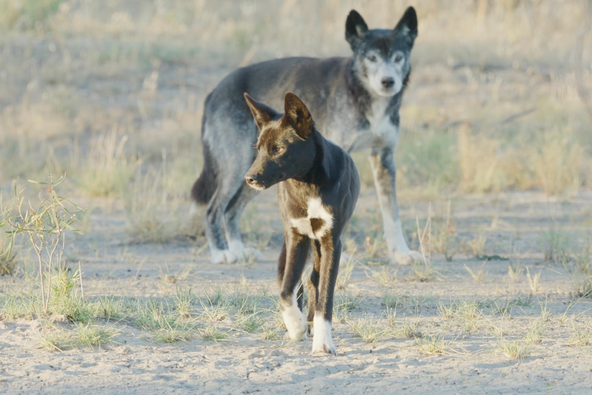 One black with white socks dingo and one grey dingo in sparse sandy grassland in early morning light.