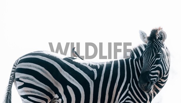 Your Landscape Kit Is Already Wildlife Ready