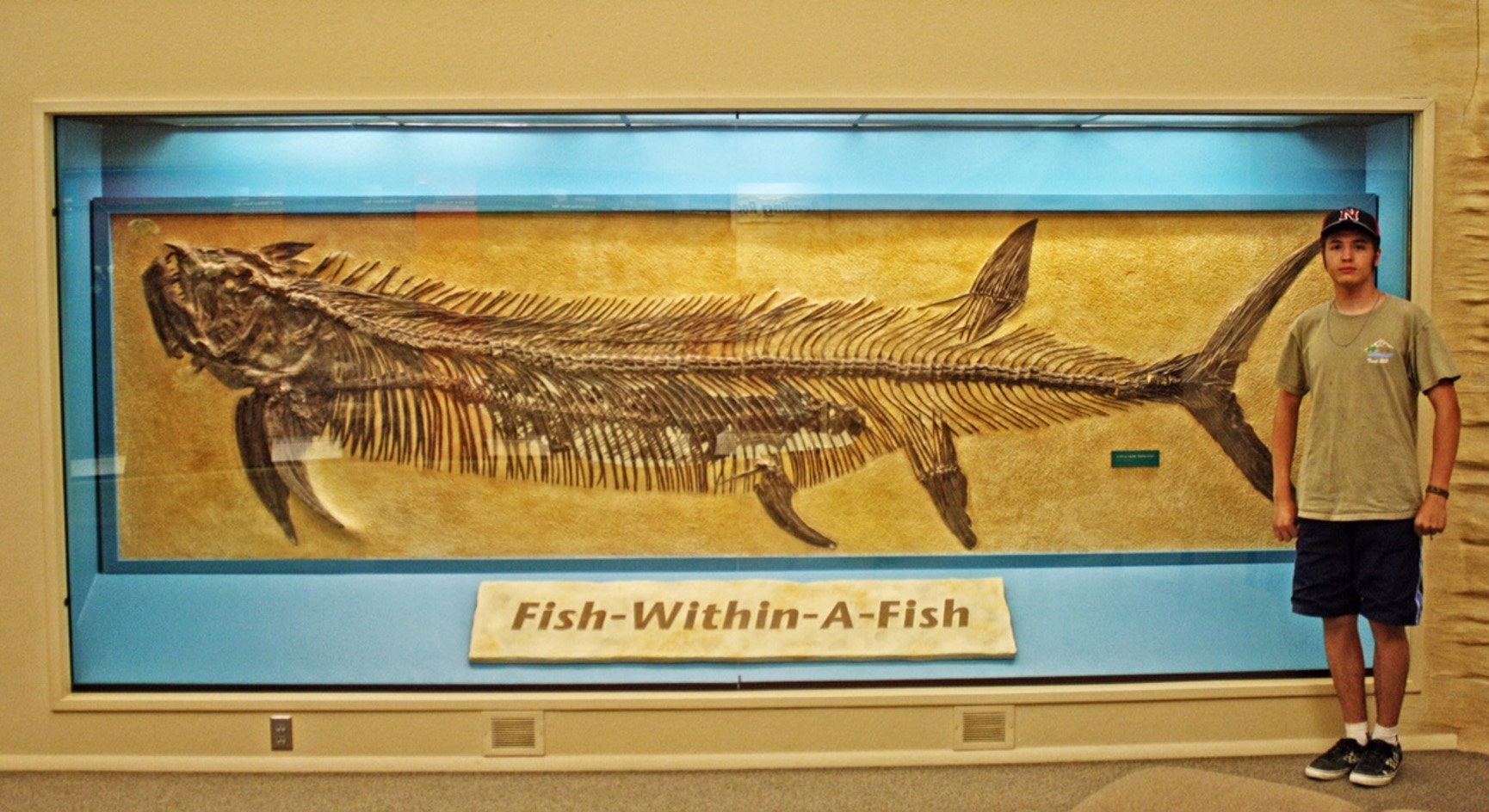 Person standing next to fish fossil display