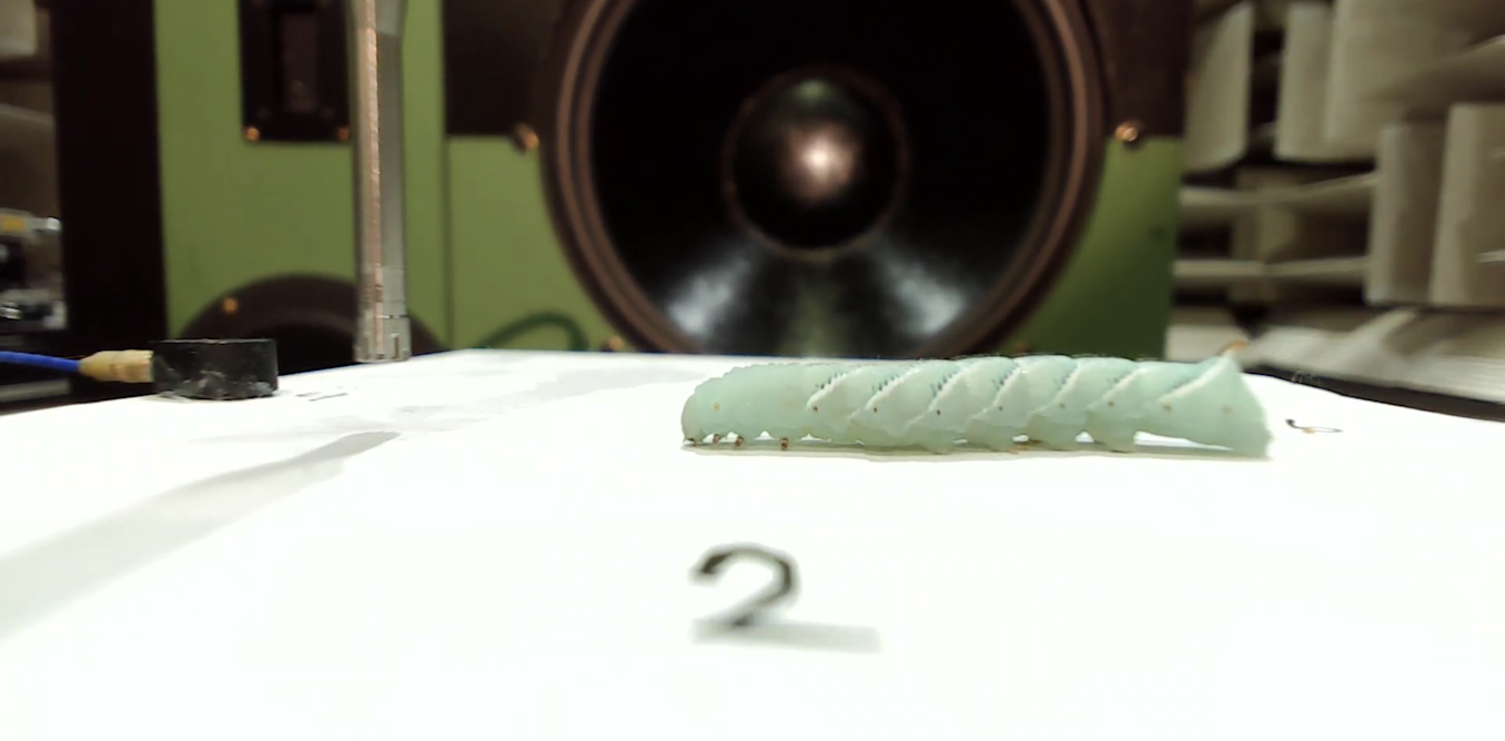 Caterpillar twitches in an ultraquiet chamber are helping biologists understand how these insects hear without ears