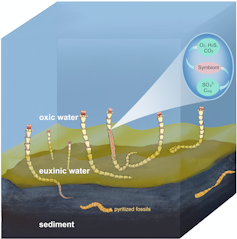 An image showing fossils in layers of black sediment, green water and blue air.