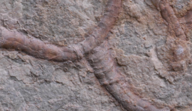 Ancient fossil from China reveals animal-microbe partnerships dating back 550 million years