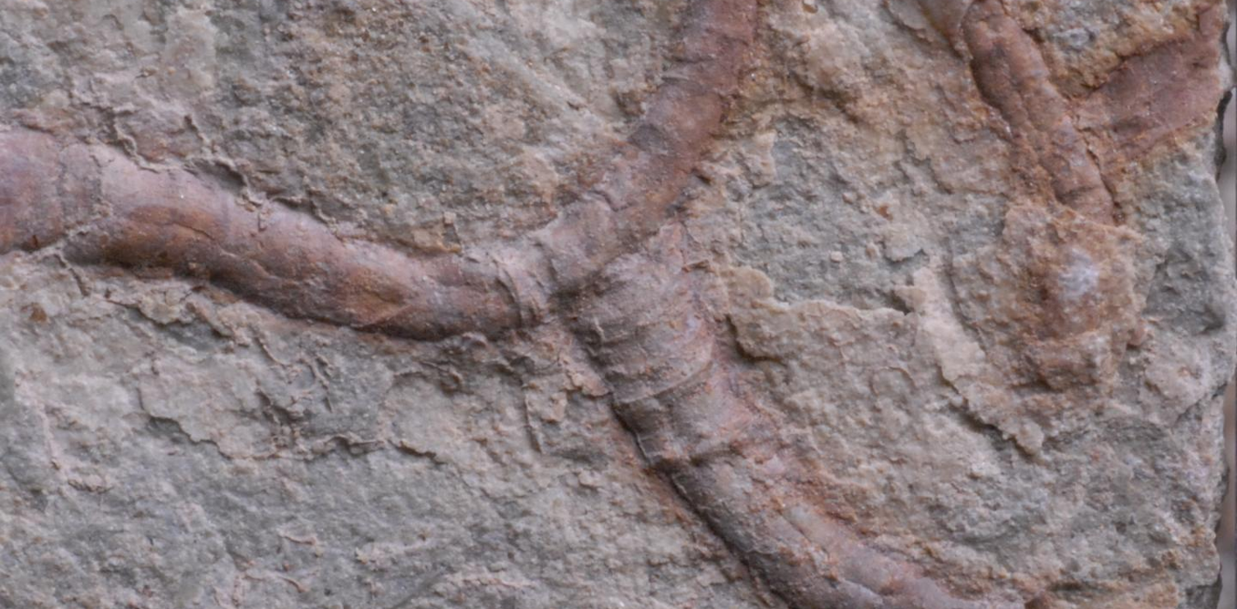 Ancient fossil from China reveals animal-microbe partnerships dating back 550 million years
