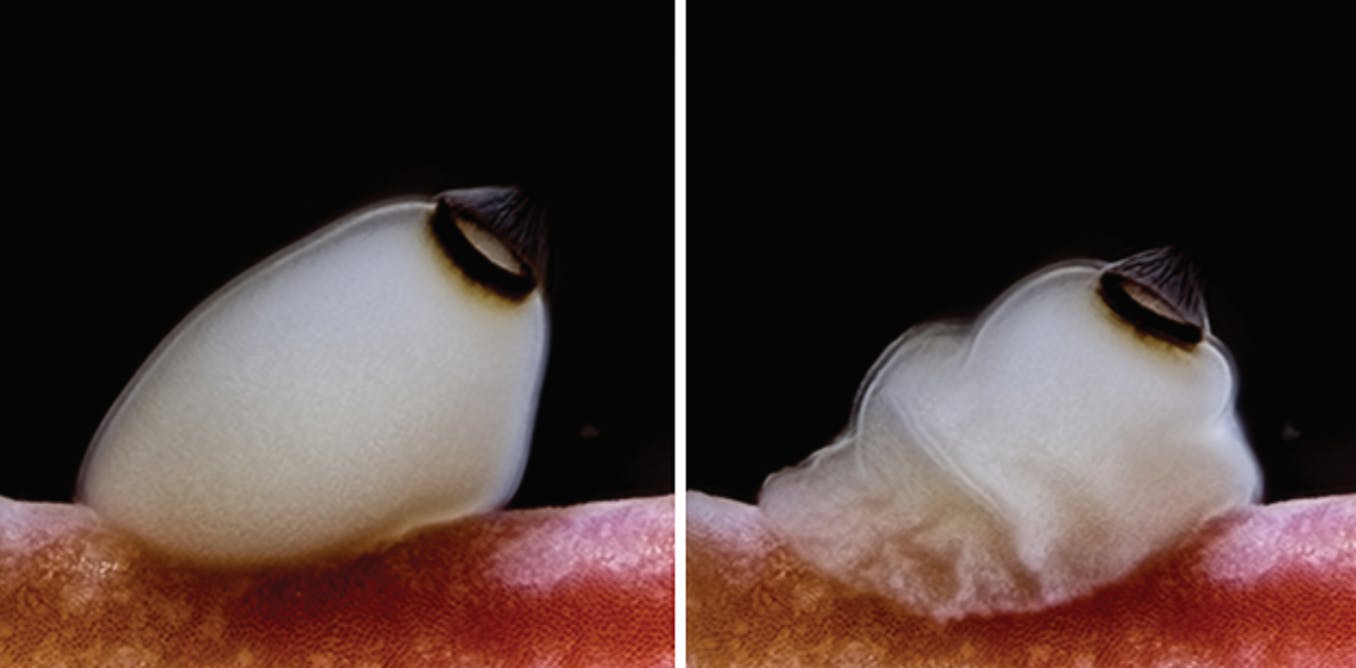 How brainless sea sponges use sunset as a cue
to prepare for metamorphosis