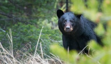 WA Dept. of Fish and Wildlife says bear encounter in Bellingham turned violent this past weekend – KIRO 7 News Seattle