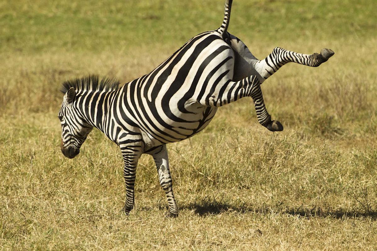 Zebra Sprints Through a Pride of Lions and Somehow Escapes