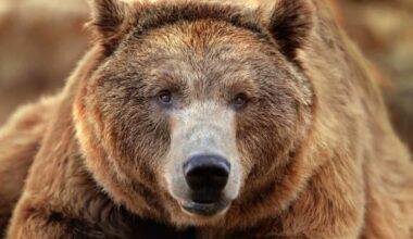 Scientists Just Learned a Bear’s Sex From a Strand of Its Hair