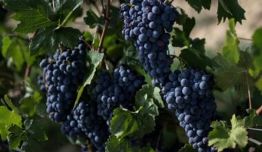 Italy winemakers hail bumper harvest but cut output