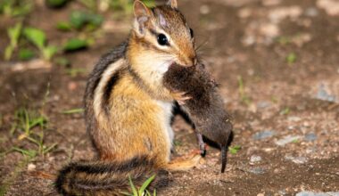 Why scientists want your photos of wildlife eating lunch