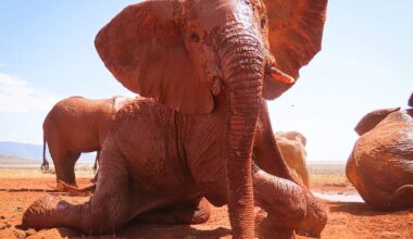 Found collapsed in Kenya's drought, orphaned elephant Ushindi now watches over younger calves