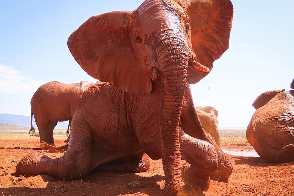 Found collapsed in Kenya's drought, orphaned elephant Ushindi now watches over younger calves