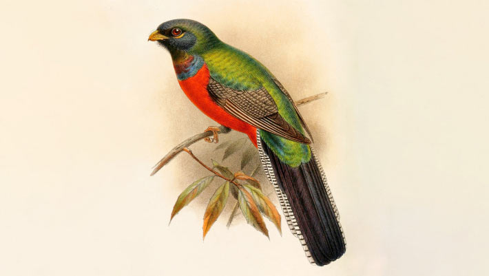 Trogons Once Had Ordinary Feet, 55-Million-Year-Old Fossil Shows
