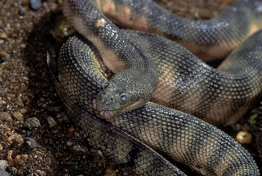 A beaked sea snake photographed underwater in the Indo-Pacific.