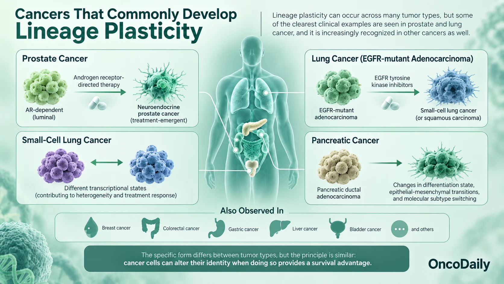 Lineage Plasticity in Cancer: How Tumors Change Identity and Resist Therapy