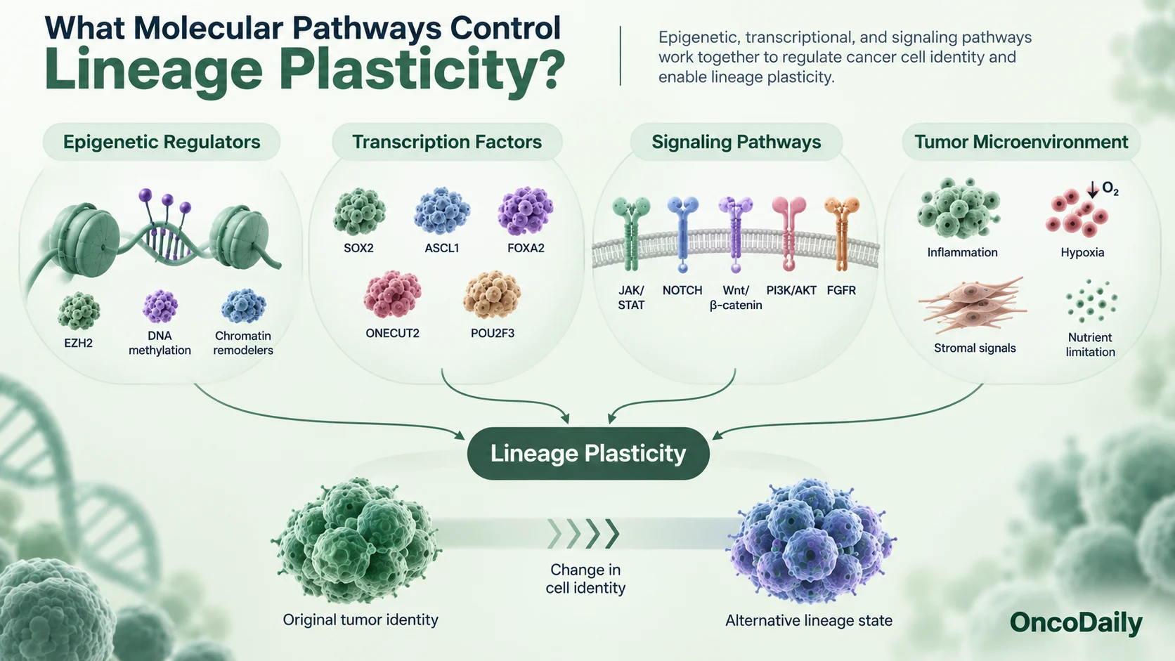 Lineage Plasticity in Cancer: How Tumors Change Identity and Resist Therapy
