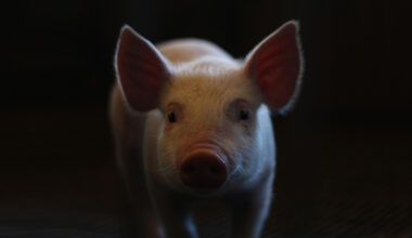 Pig to human kidney transplantation hits a new milestone