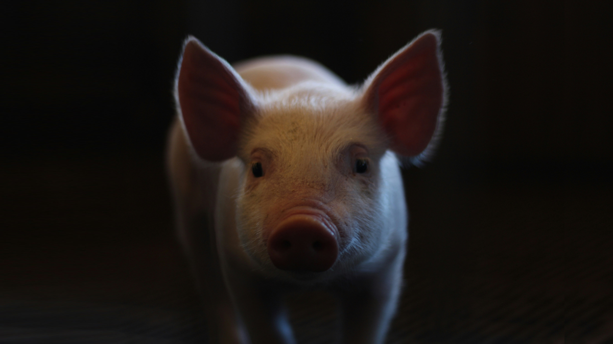 Pig to human kidney transplantation hits a new milestone