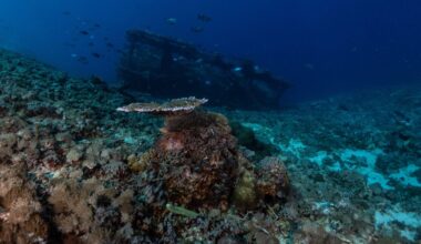 In March 2025 a French Navy drone was mapping the seabed south of Saint-Tropez when its sonar picked up something large that nobody had recorded. A camera sent down after it found a merchant ship from the 1500s lying 2,567 meters down, the deepest known wreck in French waters.