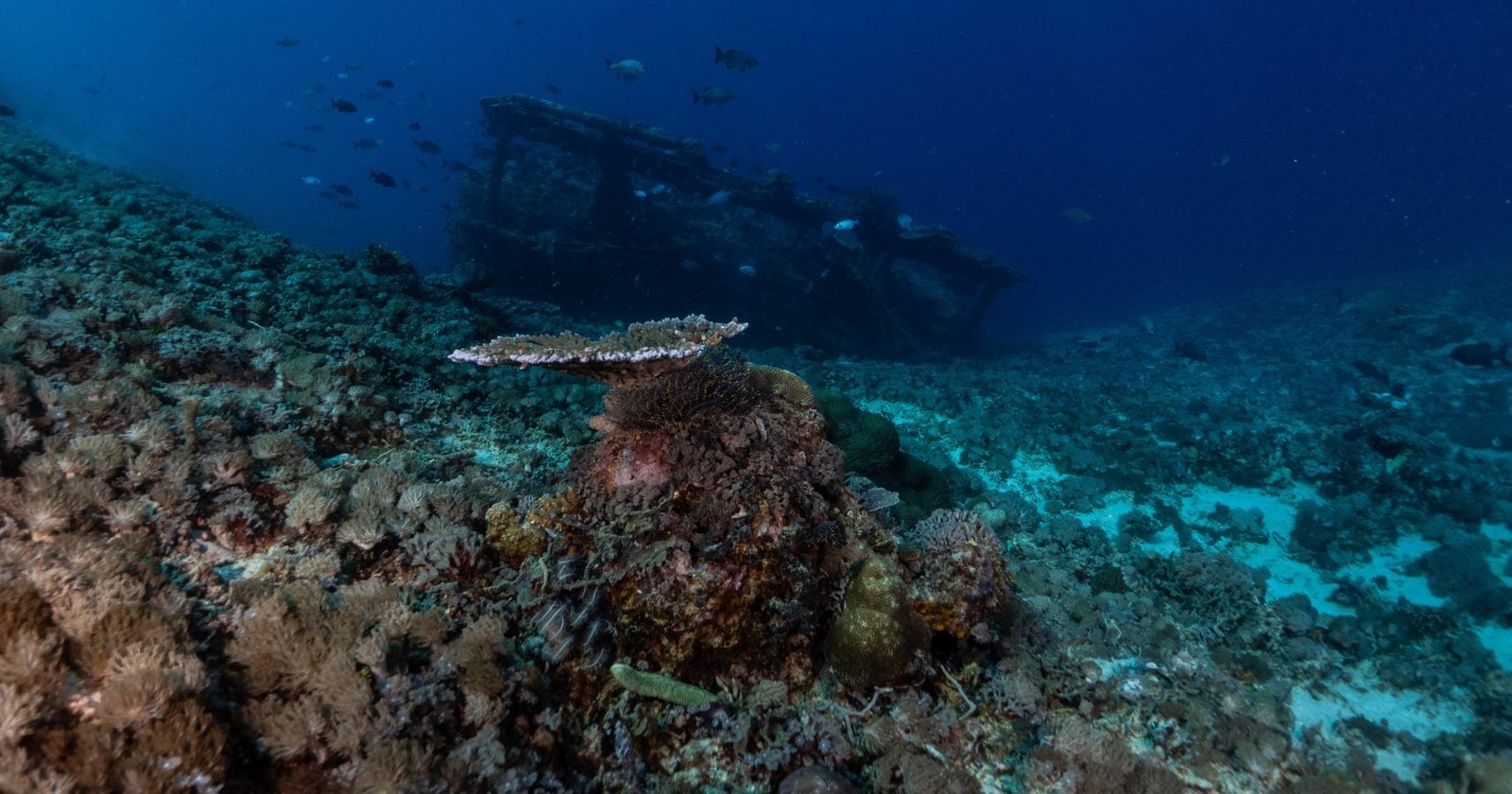 In March 2025 a French Navy drone was mapping the seabed south of Saint-Tropez when its sonar picked up something large that nobody had recorded. A camera sent down after it found a merchant ship from the 1500s lying 2,567 meters down, the deepest known wreck in French waters.
