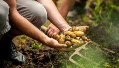 Kneeling gardener holding freshly dug potatoes over soil beside a garden fork