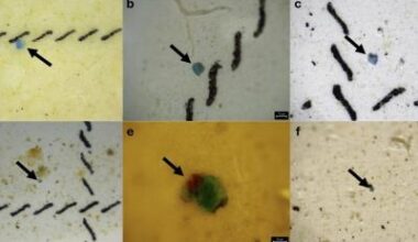 Researchers explore link between microplastics and lung cancer • healthcare-in-europe.com