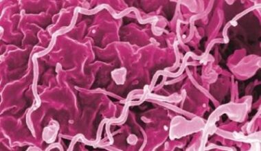 "Farvel", congenital syphilis: how Denmark eliminated mother-to-child transmission • healthcare-in-europe.com