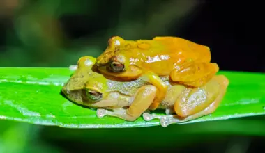 This “new” frog was hiding in plain sight for 100 years