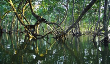 4 reasons why next-generation credits are redefining nature-based carbon markets