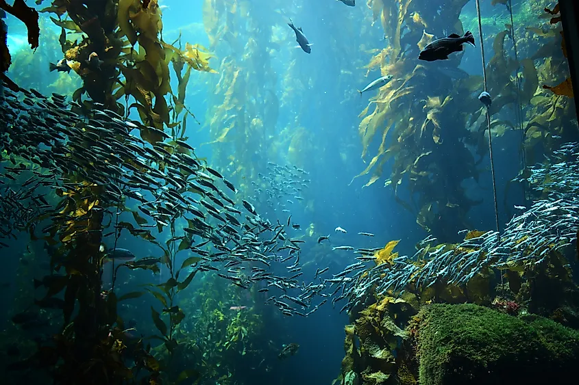 A lush underwater kelp forest with sunlight filtering through.