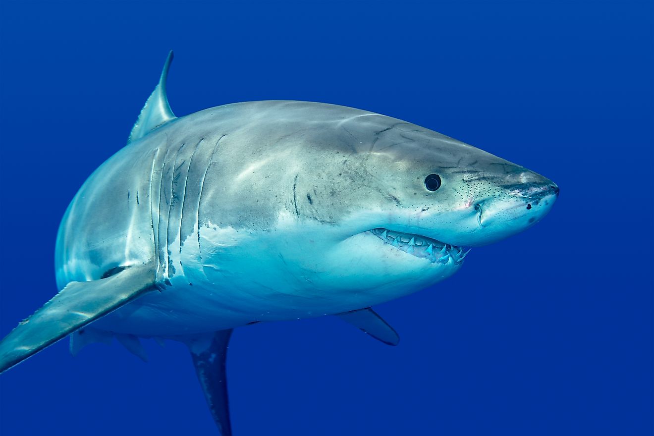 The Deadliest Animals In The Ocean