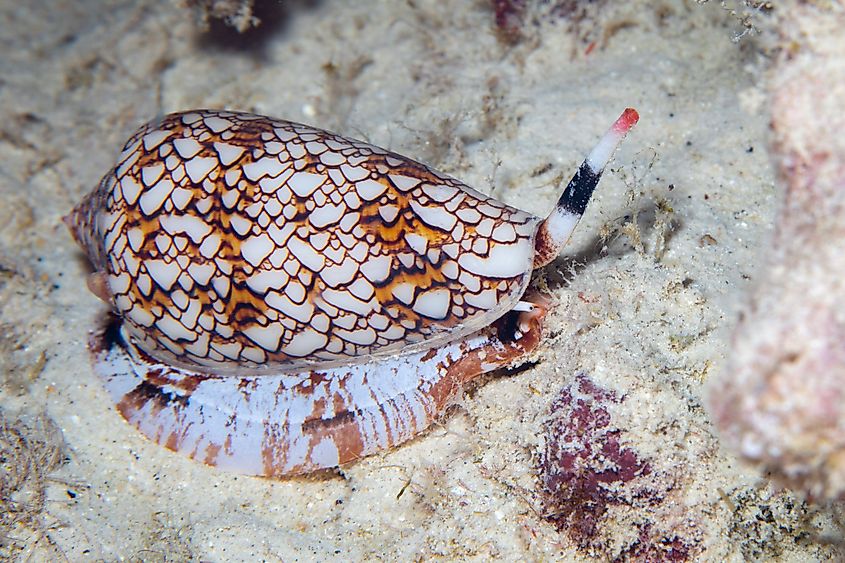 Close-up photo of a colorful textile cone snail crawling across the seafloor at night in Hawaii.