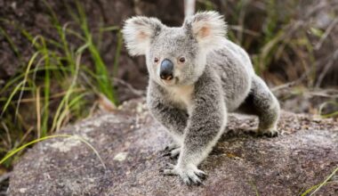 The Surprising Reason Koalas Roam More in September