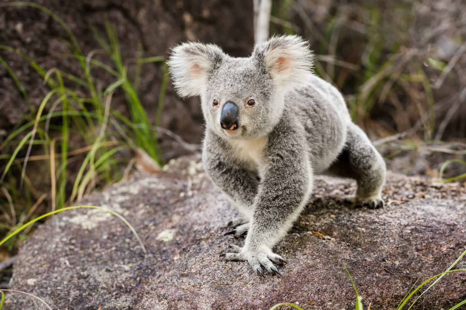 The Surprising Reason Koalas Roam More in September