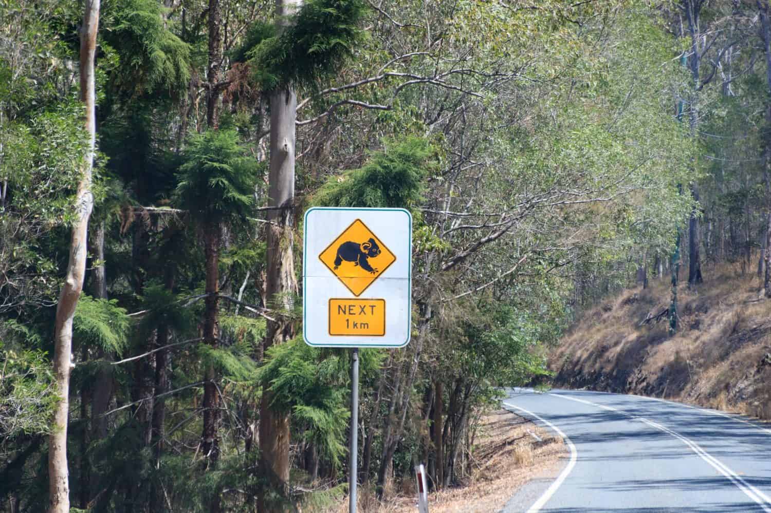 Warning Sign Indicates Koala Crossing Ahead on a Winding Road
