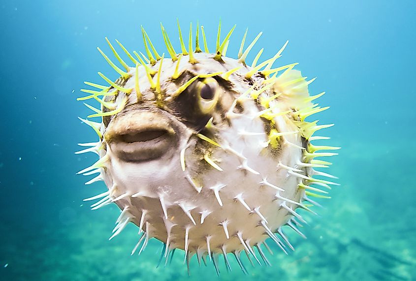 Close-up of a pufferfish underwater