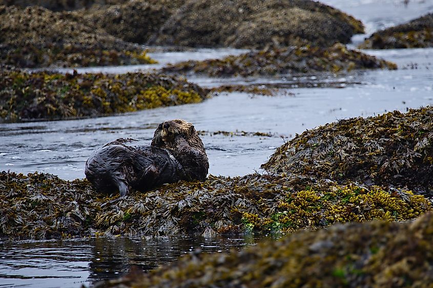 A cleaning sea otter relaxing off the coast of the Olympic Peninsula in Washington