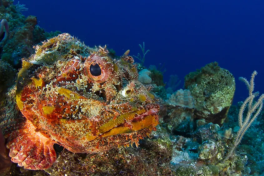 A stonefish resting on the seabed, blending in with surrounding rocks.