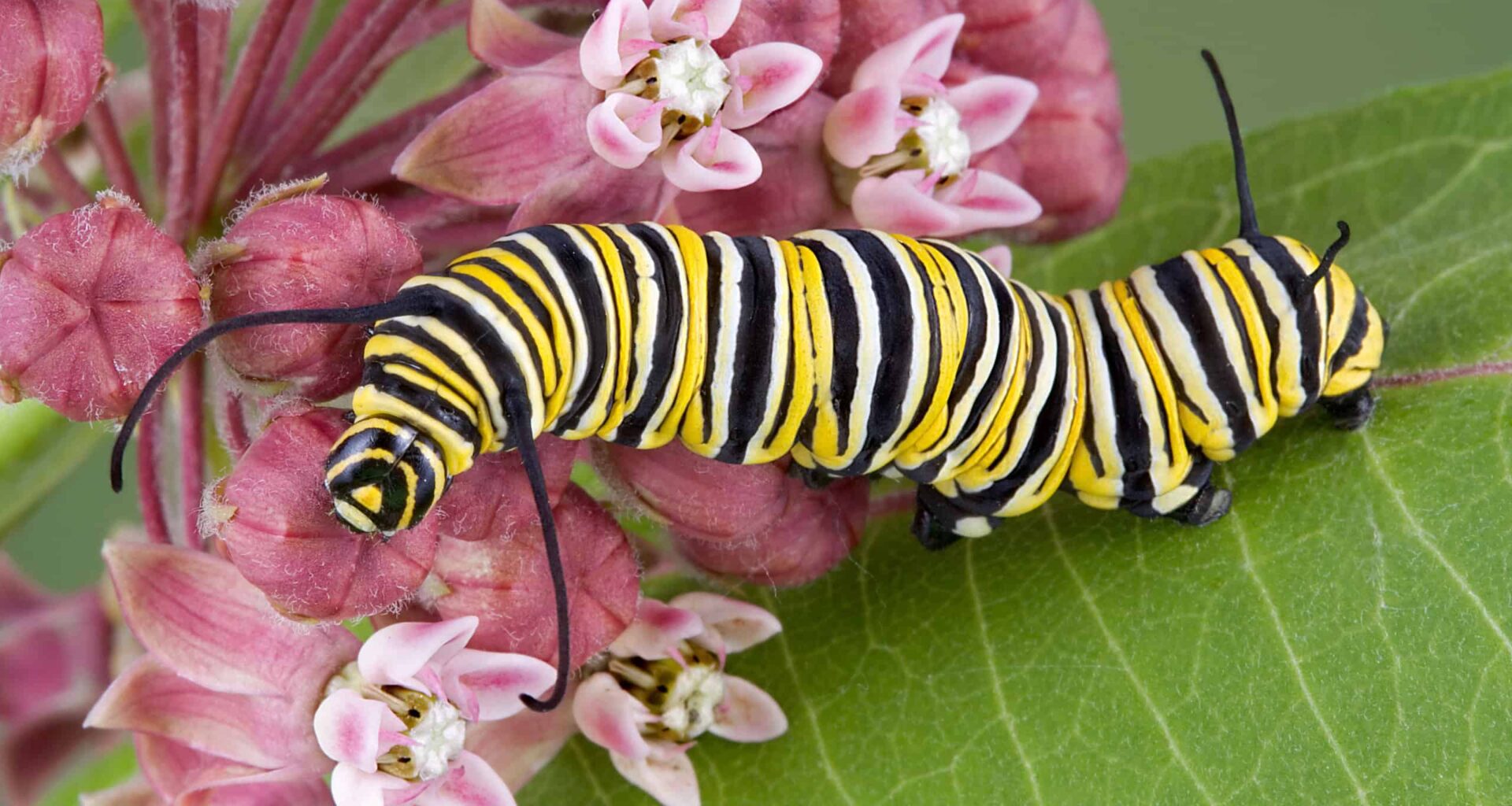 Watch a Monarch Caterpillar Become a Butterfly in Seconds