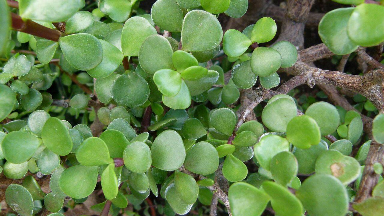 The 1976 planting that quietly transformed a damaged hillside<br>