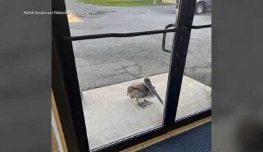 Pelican knocks on NOAA office door for help in Florida