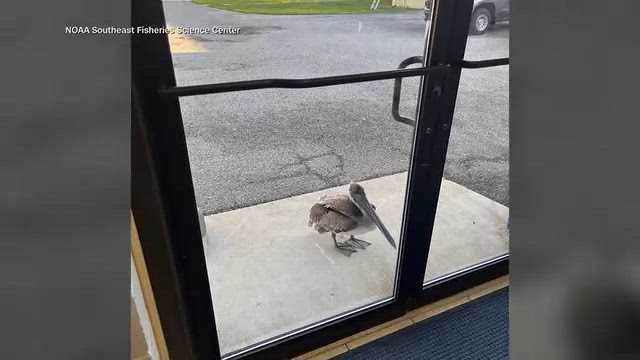 Pelican knocks on NOAA office door for help in Florida