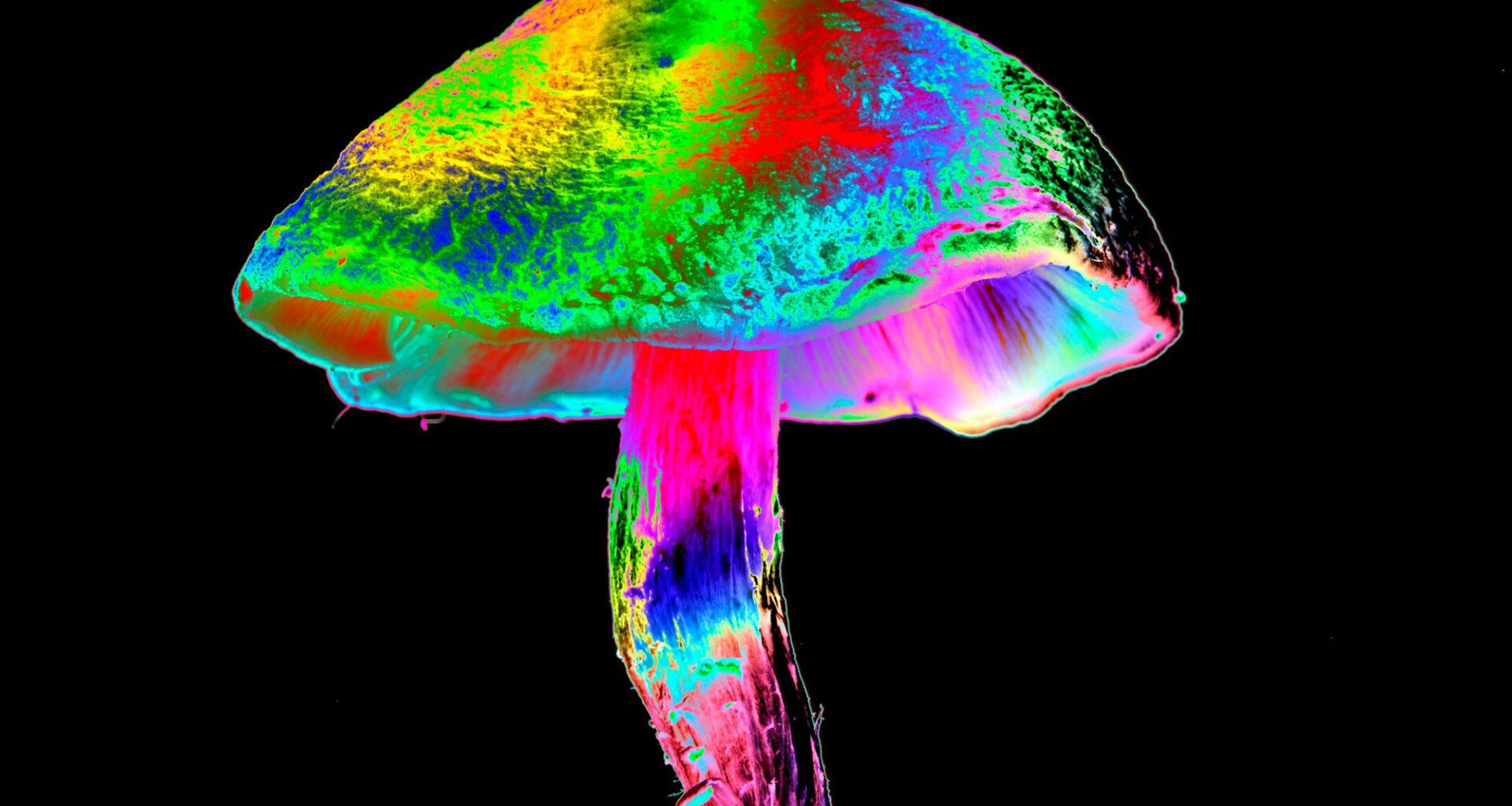 Chemotherapy hurts nerve cells — but psilocybin might help protect them, mouse study hints