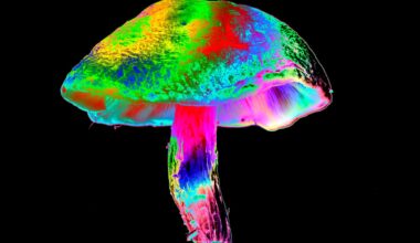 Chemotherapy hurts nerve cells — but psilocybin might help protect them, mouse study hints
