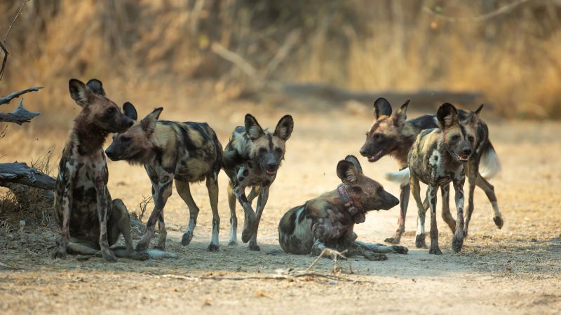 3 African wild dogs traveled more than 2,500 miles to find a mate
