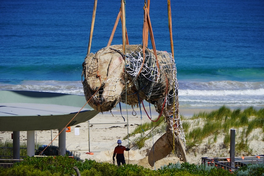 A crane hoists a dead whale wrapped in tarpaulin with the ocean in the background