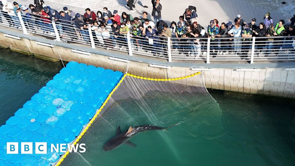 South Korea: Famed shark Bukangi returns to canal after failed rescue - BBC