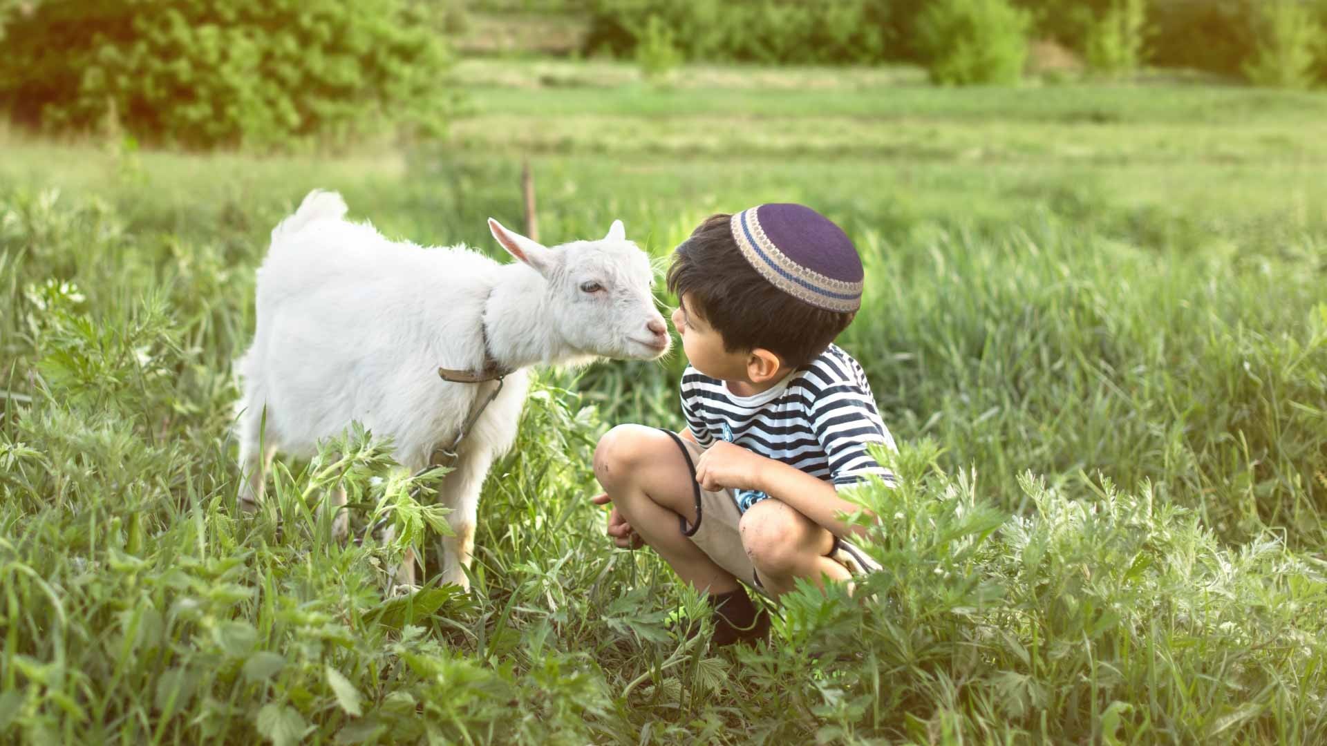 Child visiting a goat at LChaim Farm in Dania Beach