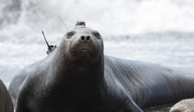 Southern elephant seal with acoustic tag